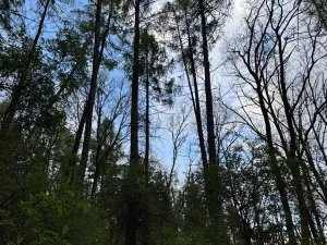 Prodej lesa, Přeštěnice, 4298 m2
