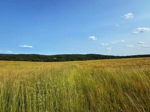 Prodej pole, Habrůvka, 8070 m2