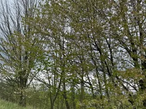 Prodej lesa, Bukovina u Čisté, 12070 m2