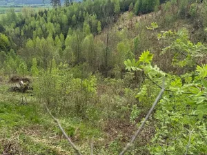Prodej lesa, Bukovina u Čisté, 12070 m2