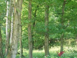 Prodej lesa, Chorušice, 11767 m2