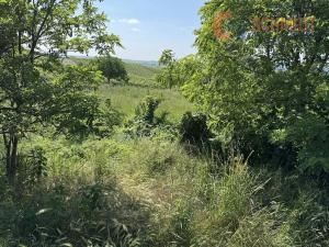 Prodej vinného sklepa, Horní Věstonice, Mandloňová, 130 m2
