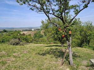 Prodej chaty, Blučina, 20 m2