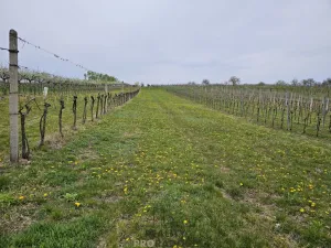 Prodej pozemku pro bydlení, Starý Poddvorov, 800 m2