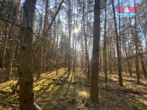 Prodej lesa, Všehrdy, 2994 m2