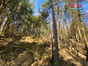 Prodej lesa, Všehrdy, 2994 m2
