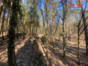Prodej lesa, Všehrdy, 2994 m2