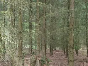 Prodej lesa, Městečko Trnávka - Lázy, 42338 m2