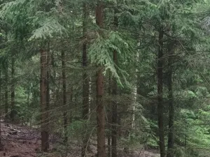 Prodej lesa, Městečko Trnávka - Lázy, 42338 m2