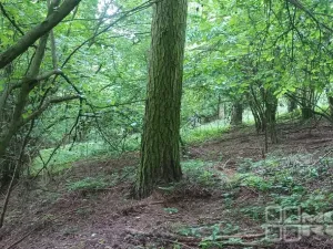 Prodej lesa, Městečko Trnávka - Lázy, 42338 m2