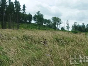 Prodej lesa, Městečko Trnávka - Lázy, 42338 m2