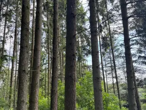 Prodej lesa, Vojkov, 10411 m2