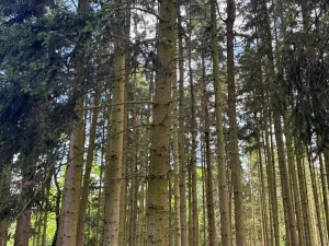 Prodej lesa, Vojkov, 10411 m2