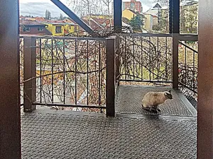 Pronájem bytu 1+1, Praha - Břevnov, Na zástřelu, 34 m2