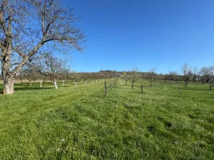 Prodej sadu/vinice, Strážnice, 4353 m2