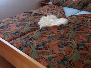 Prodej bytu 2+kk, Peroj, Chorvatsko, 40 m2
