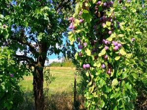 Prodej rodinného domu, Samšina - Drštěkryje, 121 m2