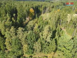 Prodej lesa, Trubín, 62499 m2