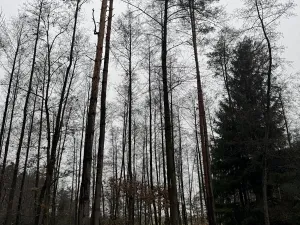 Prodej podílu pozemku, Veliny, 16991 m2