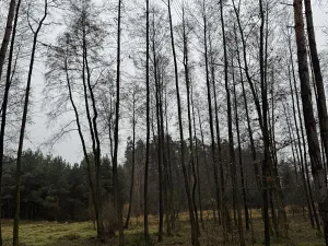 Prodej podílu pozemku, Veliny, 16991 m2