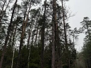 Prodej podílu pozemku, Veliny, 16991 m2