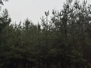 Prodej podílu pozemku, Veliny, 16991 m2