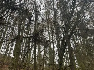 Prodej lesa, Městečko Trnávka, 4106 m2