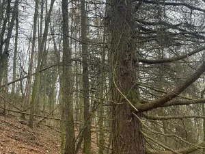 Prodej lesa, Městečko Trnávka, 4106 m2