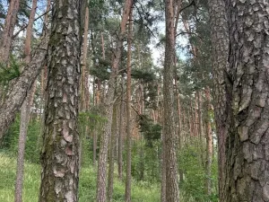 Prodej podílu lesa, Bavorov, 11201 m2