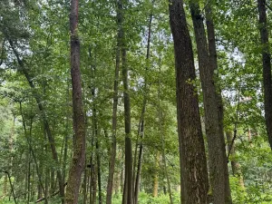 Prodej podílu lesa, Budyně, 2101 m2