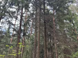 Prodej podílu lesa, Budyně, 2101 m2