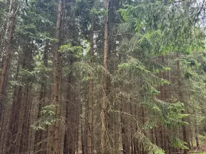 Prodej podílu lesa, Budyně, 2101 m2