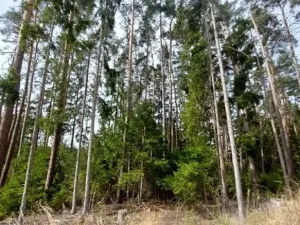 Prodej lesa, Pacov, 2251 m2