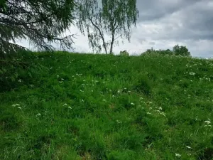 Prodej lesa, Nejdek, 10928 m2