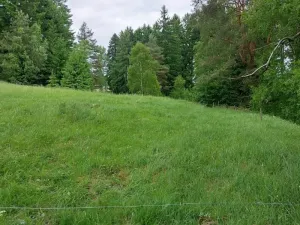 Prodej lesa, Nejdek, 10928 m2