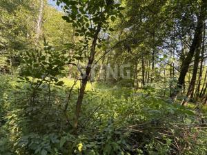 Prodej zahrady, Vratimov - Horní Datyně, 4381 m2