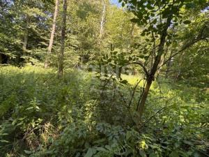 Prodej zahrady, Vratimov - Horní Datyně, 4381 m2