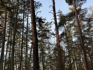 Prodej lesa, Čistá, 2633 m2