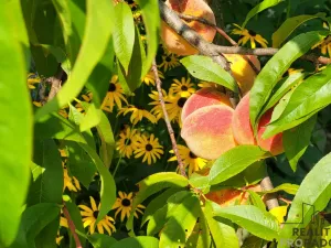 Prodej zahrady, Moravský Krumlov, 756 m2