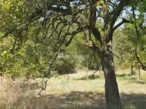 Prodej zahrady, Hranice - Hranice IV-Drahotuše, 1141 m2