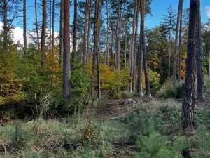 Prodej lesa, Štěchovice, 8586 m2