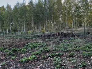 Prodej lesa, Štěchovice, 8586 m2