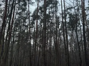 Prodej podílu lesa, Břehy, 5148 m2