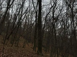 Prodej podílu lesa, Praha, 4596 m2