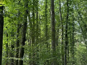 Prodej podílu lesa, Pardubice, 9649 m2