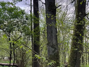 Prodej lesa, Přeštěnice, 4298 m2