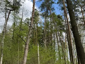 Prodej podílu pozemku, Stříbřec, 5449 m2