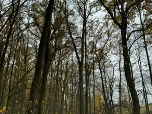 Prodej podílu lesa, Dolní Lukavice, 7998 m2