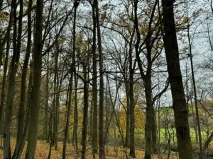 Prodej podílu lesa, Dolní Lukavice, 7998 m2