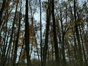 Prodej podílu lesa, Dolní Lukavice, 7998 m2